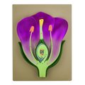 Eisco Scientific Typical Flower Model, 3-D, Vertical Section, Mounted on Base, 14" x 9" BM0004