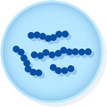 Microbiologics Neisseria lactamica ATCC 49142- 0646L