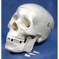 United Scientific Human Skull Model PSM001