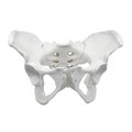 Eisco Scientific Eisco Labs Female Pelvis / Pelvic Skeleton Bone Model AMCHA589AS