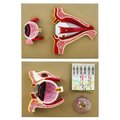 Eisco Scientific Eisco Labs Human Eye 5 Times - Sagittal cutaway model / Cross section AM0037