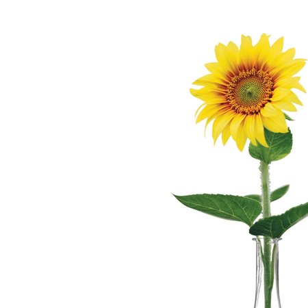 Great Papers Stationery Letterhead, Sunflower D, PK80 2020148