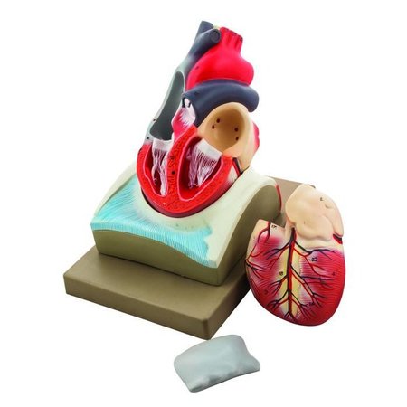 EISCO SCIENTIFIC Human Heart Model, Larger than Life Size (8" in height), On Diaphragm AM0074