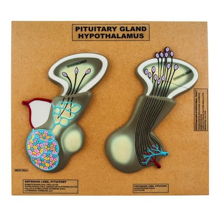 EISCO SCIENTIFIC Model of Pituitary Gland and Hypothalamus, Greatly Enlarged: AM0254