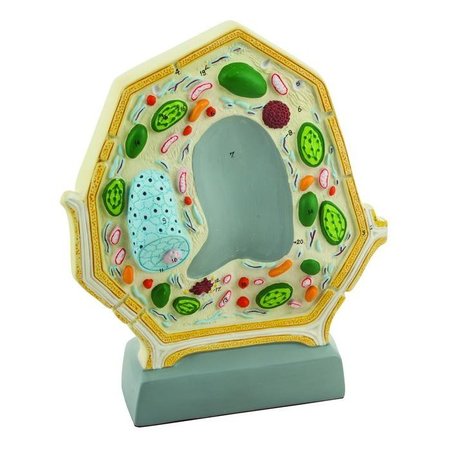 EISCO SCIENTIFIC Plant Cell Model, Free Standing - 10.5" x 8.5", Greatly Magnified BM0009