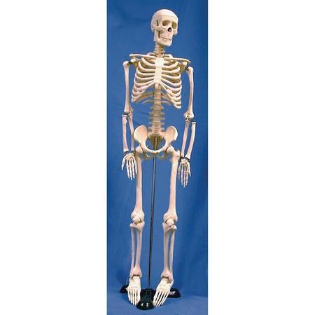 United Scientific Human Skeleton Model, 85Cm HSKL85