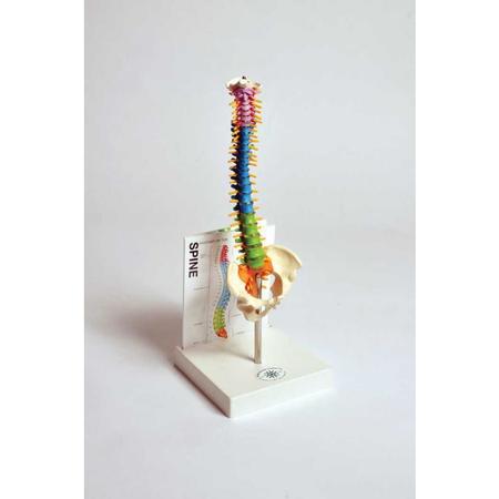 UNITED SCIENTIFIC Human Small Spine Model With Fold-Out Gu MASPN1