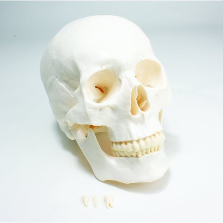 UNITED SCIENTIFIC Economy Skull Model UNPLSKULL