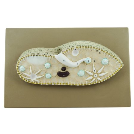 EISCO SCIENTIFIC Paramecium Model, 3-D, Sectional View, Mounted on Base, 15"x9.5" ZM0016A