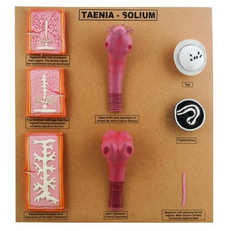EISCO SCIENTIFIC Large Tape Worm Taenia Sodium Scolex Comparison Model ZM0030
