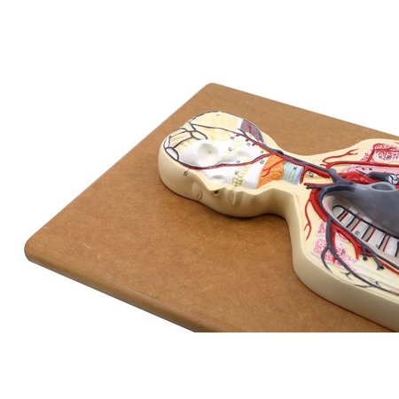 EISCO SCIENTIFIC Anatomical Model Human Circulatory System, Half Life Size (30" Length) AM0322