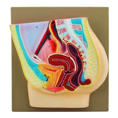 EISCO SCIENTIFIC Eisco Female Pelvis Model, Hand Painted AM0116A