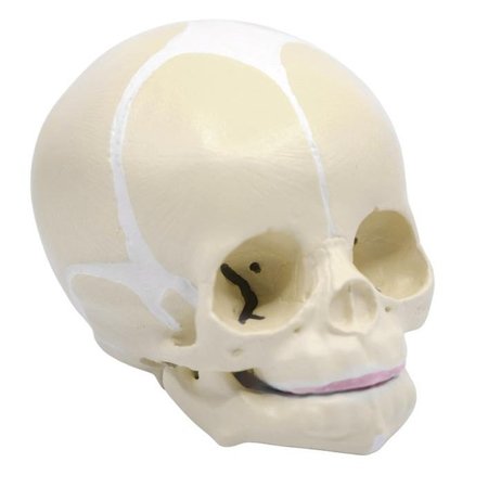 EISCO SCIENTIFIC Model Artificial Infant Skull AM0127