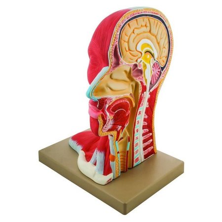 EISCO SCIENTIFIC Human Head Anatomical Model, Median Section, Life Size, 12" Height AM0025AHM