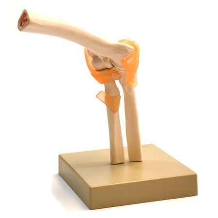 EISCO SCIENTIFIC Human Elbow Joint Anatomical Model, Life Size, Approx. 9X7"x4" AM0136