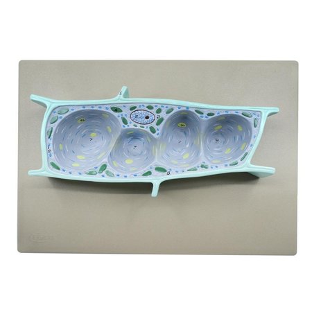 EISCO SCIENTIFIC Plant Cell Model, 3-D, Sectional View, Mounted on Base, 13"x9" BM0006