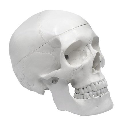 Eisco Scientific Model, Human Skull, with Movable jaw AMCH1004AS