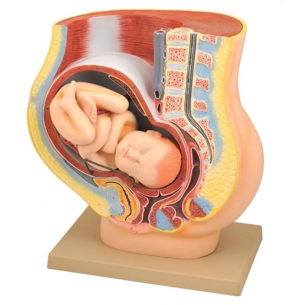 Eisco Scientific Eisco Labs Model, Human Female Pelvis, Pregnancy with Fetus AM120AS