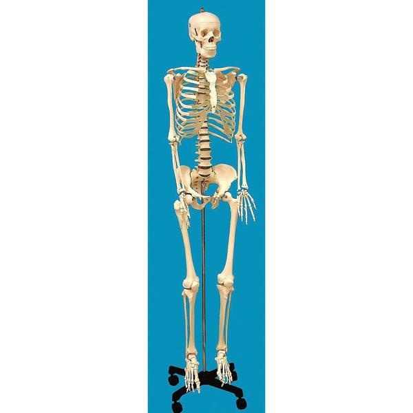 United Scientific Human Skeleton Model, Life-Sized HSLS01