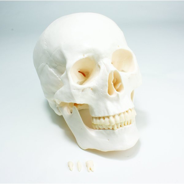 United Scientific Economy Skull Model UNPLSKULL