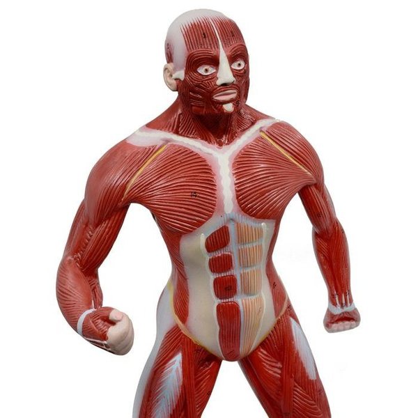 Eisco Scientific Human Muscular Body Anatomical Model, 1/4 Life Size, Approx. 18" Tall AM0091