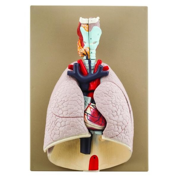 Eisco Scientific Eisco Labs Advanced Heart and Lung Model, 7 Parts AM0068B