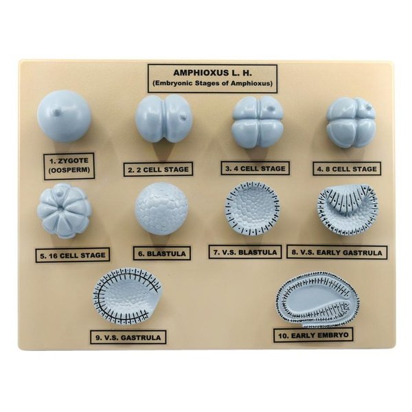 Eisco Scientific Amphioxus Embryonic Stages Model, 3-D, Mounted on Base, 10"x9" ZM0045