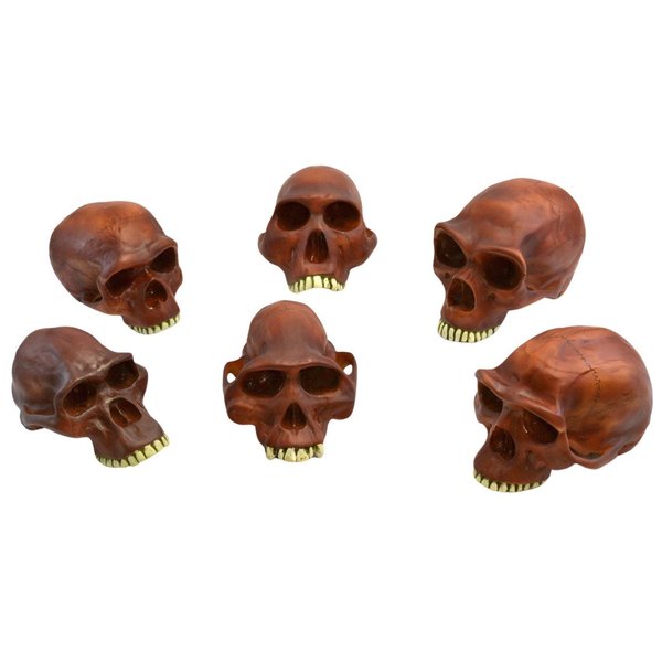 Eisco Scientific Prehistoric Skull Replicas - Set of 6, Neanderthal Cranium etc., 10" AM0127PMS