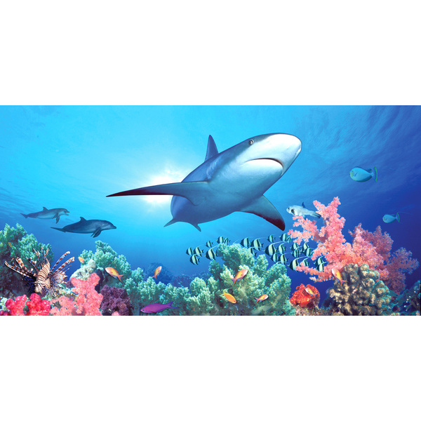 Biggies Scenes Wall Murals-Shark Reef, 54 in wide x 27 in high BG