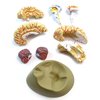 Eisco Scientific Life size Human Brain Model with Arteries - 8 parts with Stand AM0019