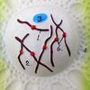 Eisco Scientific Plant Cell Division Meiosis Model, 3-D, Mounted on Base, 24"x18" BM0042