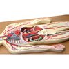 Eisco Scientific Anatomical Model Human Circulatory System, Half Life Size (30" Length) AM0322