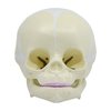 Eisco Scientific Model Artificial Infant Skull AM0127