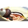 Eisco Scientific Fish Dissection Model, 14" Length, 3D ZM0019