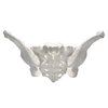 Eisco Scientific Eisco Labs Female Pelvis / Pelvic Skeleton Bone Model AMCHA589AS