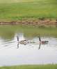 Flambeau Pond Swan Decoy, 36 In. L, 18 In. W 5889LO
